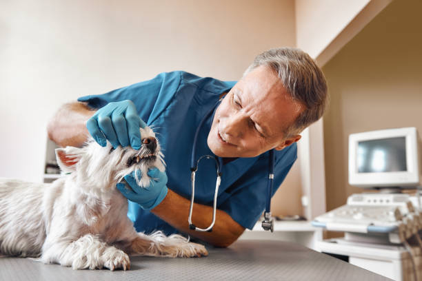 Best Broken or Cracked Tooth Emergency Dentist in North Valley, NM